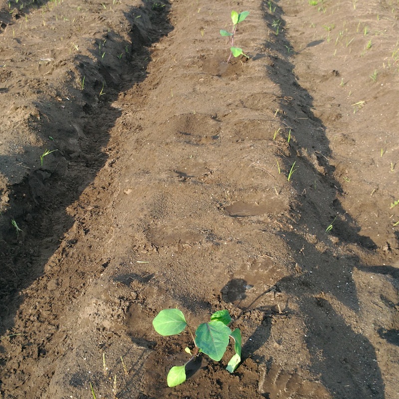 雨上がりのキクイモ畑で、落花生と茄子の植え付け