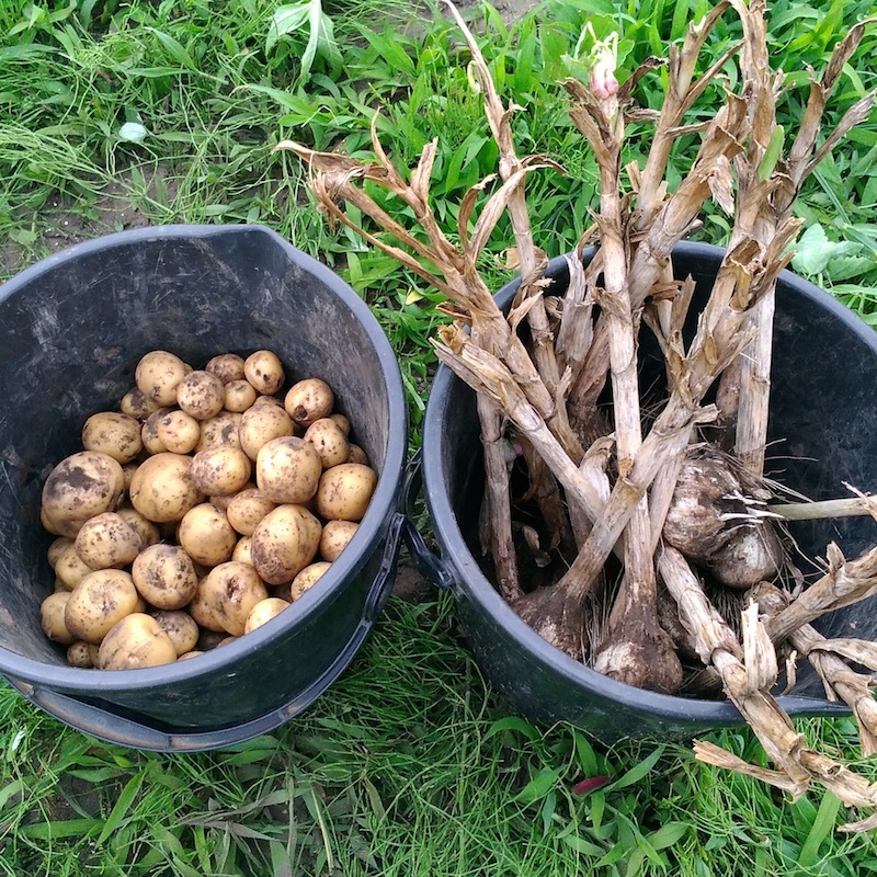 ジャガイモ、ニンニク（第二段）収穫