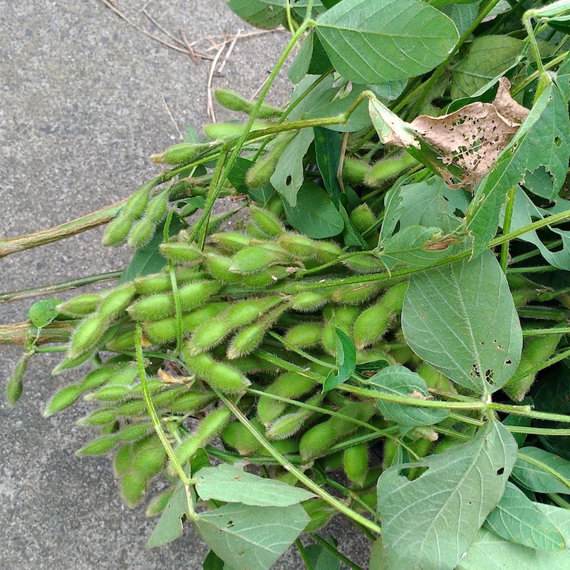 初収穫の枝豆を食す